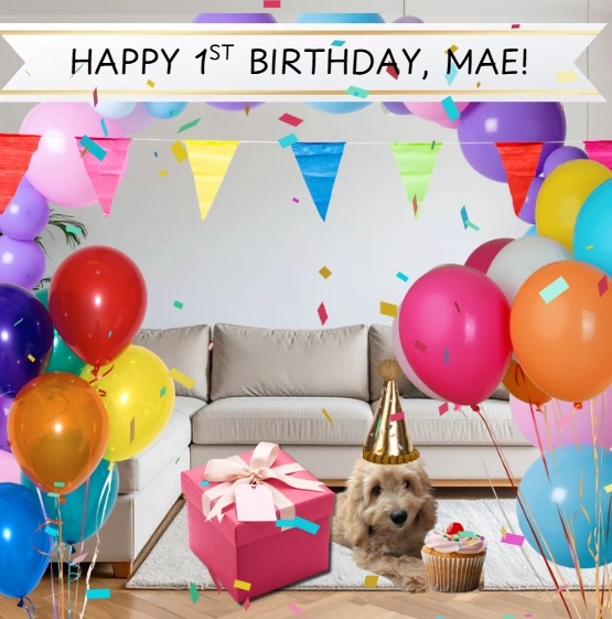 Dog Diary-Mae’s Birthday